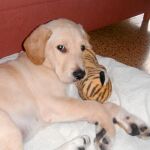 Hachiko adora todos los peluches, aunque tiene uno preferido, su tigre