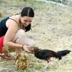 Cientos de gallinas en la cuerda floja