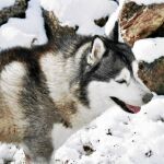 Un husky, en foto de archivo