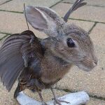 Uno de los animales "creados"por el taxidermista