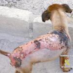 Rex, de 4 años, quedó gravemente herido y con quemaduras