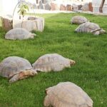En la capital de Mauritania, Nuakchot, existe una insólita y pequeña reserva de tortugas cuyo objetivo es preservar la especie en extinción mercado de la preciada carne de este reptil.conductor debe tener especial cuidado al emprender un viaje con su masc