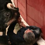 El monosabio, arrastrado por el pitón del toro en el callejón