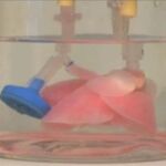 Crean un pulmón artificial