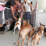 Varios jóvenes se deciden ayer por uno de los cachorros en adopción en la Clínica Veterinaria Pulygar en esta iniciativa pionera en España.
