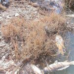 Periódicamente, decenas de peces muertos flotan sobre sus tóxicas aguas