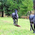 Una protectora pedirá a la Xunta, tras recibir varias denuncias, que inicie una investigación contra esta forma de maltrato a los caballos