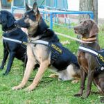 Roco, Bolka y Kira, tres de los más recientes Guías Caninos, especializados en la búsqueda de dinero
