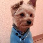 La Razón Solidaria: Chispi, ganador de la semana