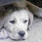 A Kirra le encanta jugar con la hija de Concha y salir al parque, donde se divierte todo lo que puede con otros perros
