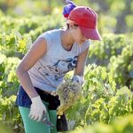 La agricultura es el sector más afectado por el desempleo en enero