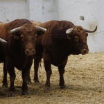 Ya están los toros para el regreso de José Tomás