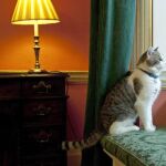 Los gatos no necesitan físicamente salir a pasear, pero algunos disfrutan de hacerlo