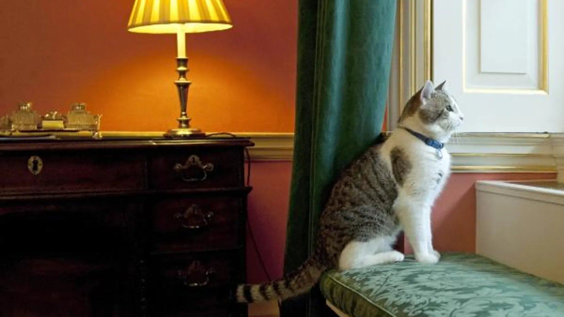 Los gatos no necesitan físicamente salir a pasear, pero algunos disfrutan de hacerlo