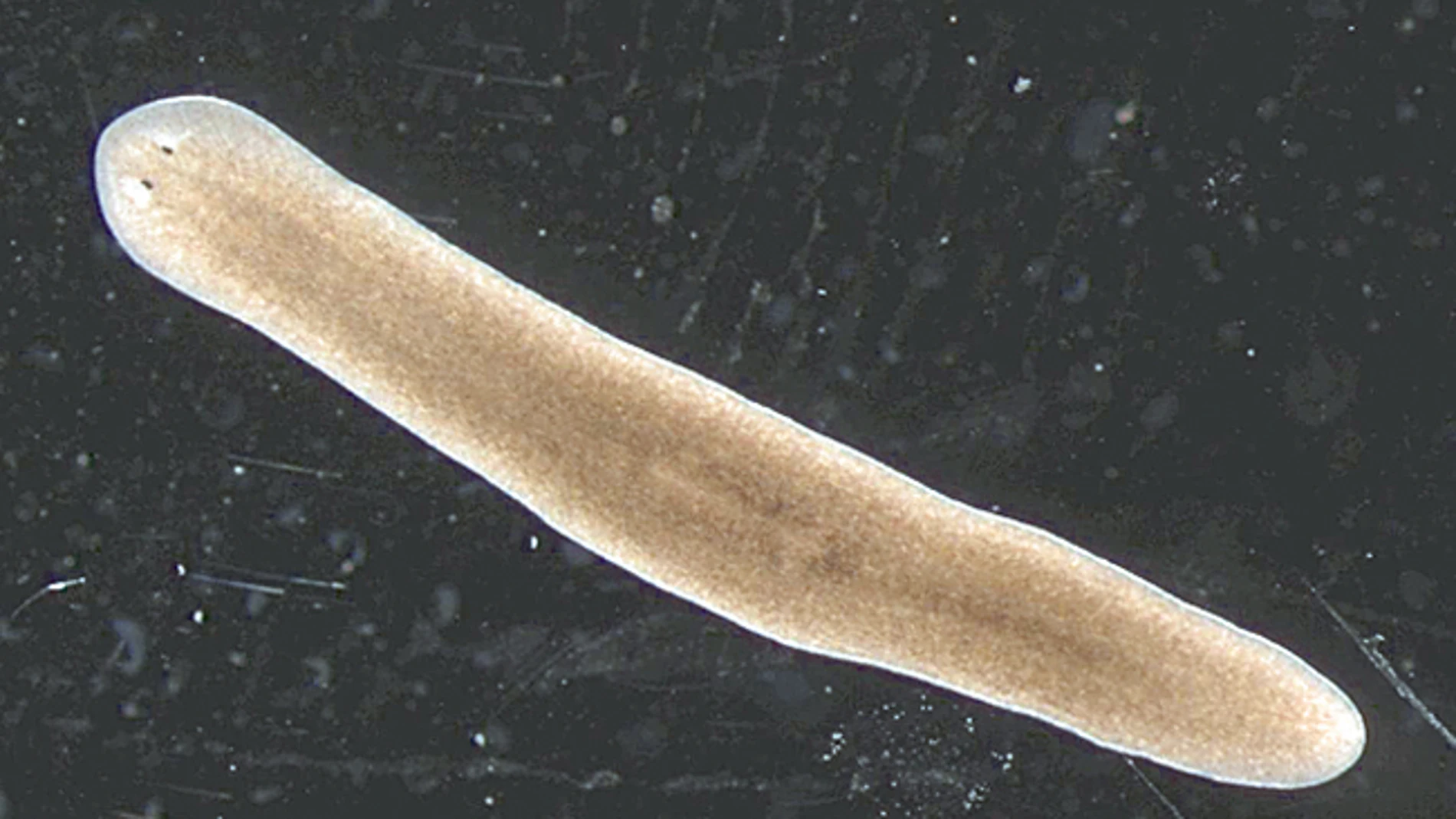 Gusanos inmortales desafían al paso del tiempo