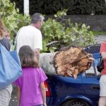 La fuerza de la tempestad arrasó con los árboles y provocó destrozos en azoteas y bajos de edificios