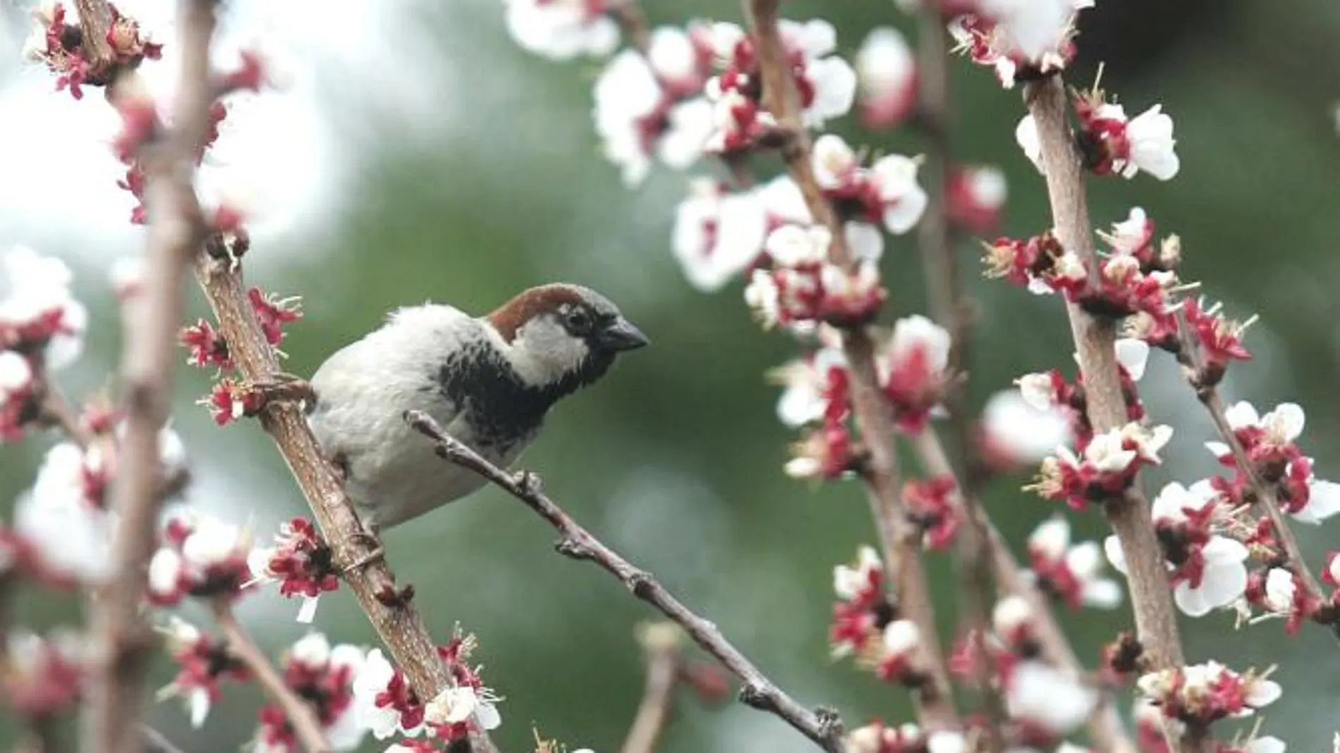 Escuchar pájaros cantar en casa durante el día: qué significa y por qué es buena señal