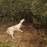 El galgo muerto