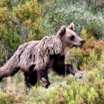 Los osos en la cordillera cantábrica son unos 200, el doble que hace 15 años