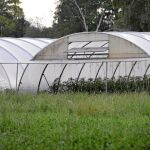 Las autoridades sanitarias alemanas han clausurado la granja en la que se supone que se ha producido la infección. Está situada en la localidad de Bienenbuettel, al sur de Hamburgo y en ella se cultivan legumbres, flores, patatas y frutas. Las investigaci