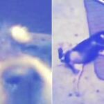 El perro murió después de ser haber sido torturado durante 20 minutos