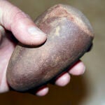 Restos de vida humana de hace 5.500 años en Doñana