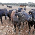 Una explotación ganadera de la provincia de Burgos