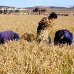 El aumento de las temperaturas en todo el globo arruinará las cosechas de cereales de las zonas tropicales y subtropicales