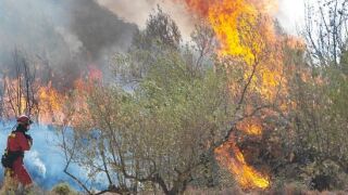 Fuego en la Casa de Campo: las llamas se acercaron al Zoo de Madrid