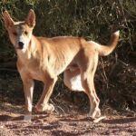Un grupo de investigadores consigue secuenciar el genoma del dingo australiano y situarlo en el árbol genealógico de los cánidos | Fotografía de archivo