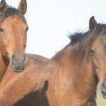 El Seprona investiga la muerte de nueve caballos salvajes en la sierra de O Barbanza
