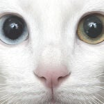 La amenaza de los gatos asilvestrados