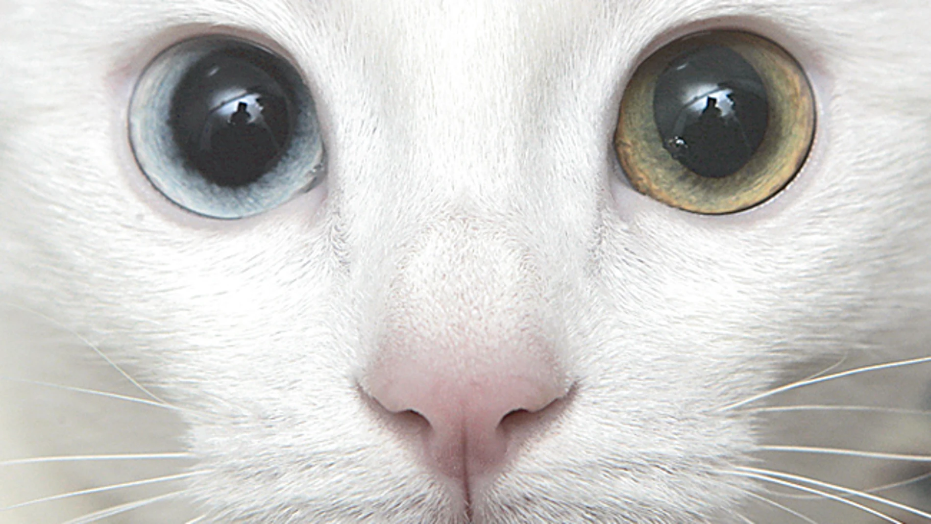 La amenaza de los gatos asilvestrados