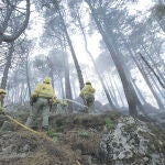 Reducen un 25% la inversión forestal