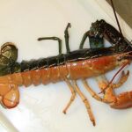 La comida se disfraza en Halloween