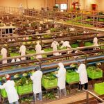 El acuerdo marroquí lleva el malestar al campo murciano