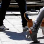 En la actualidad, en Coslada hay 7.000 perros y 200 gatos