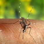Un mosquito de la malaria