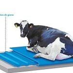Spas de lujo para las vacas