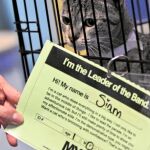 La adopción de mascotas cuestión de carácter