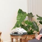 Hillary Clinton, durante su encuentro en julio con Mursi
