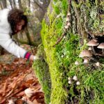 Una joven busca setas durante la pasada campaña, en la Sierra de Francia