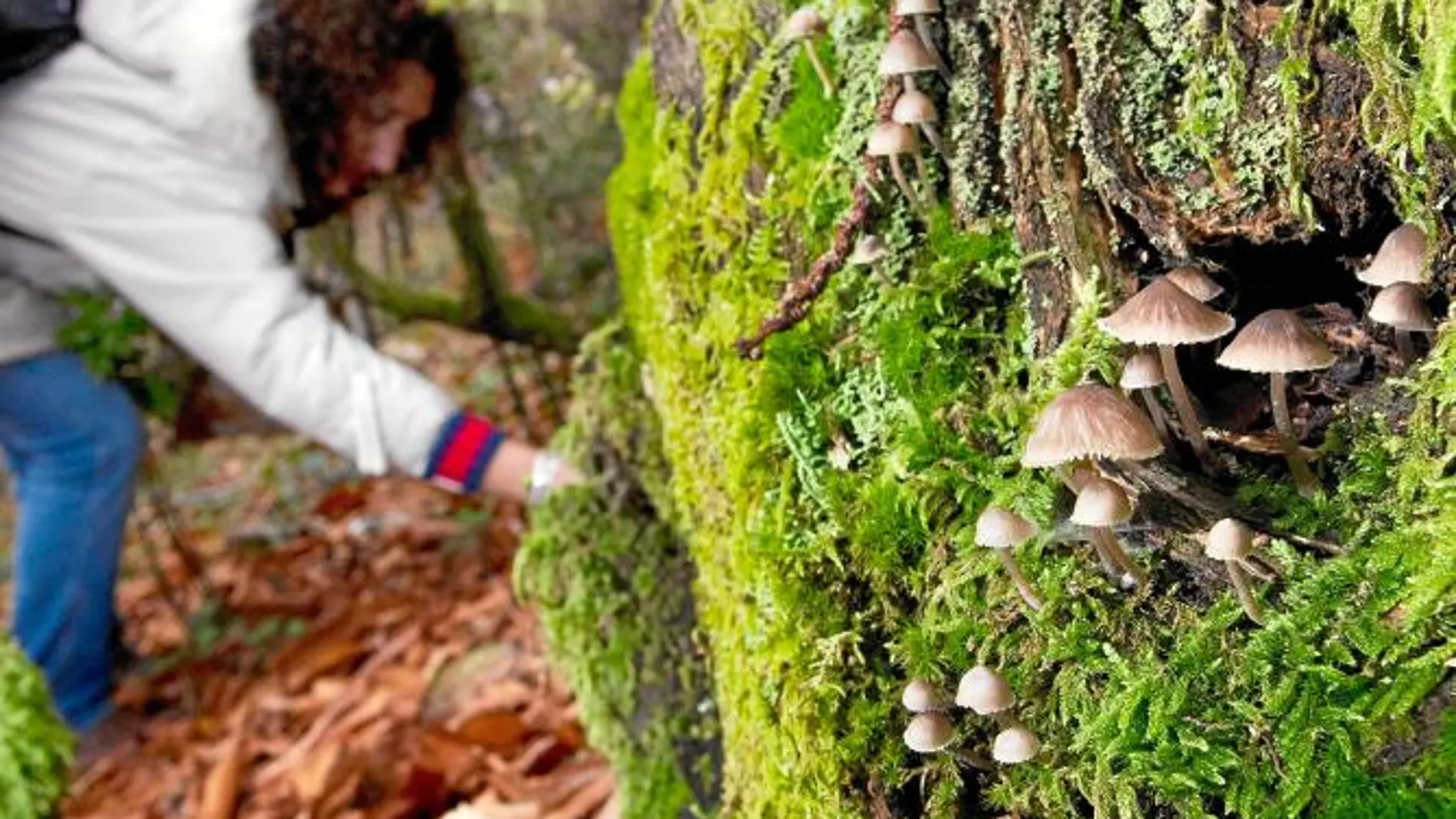 Una joven busca setas durante la pasada campaña, en la Sierra de Francia