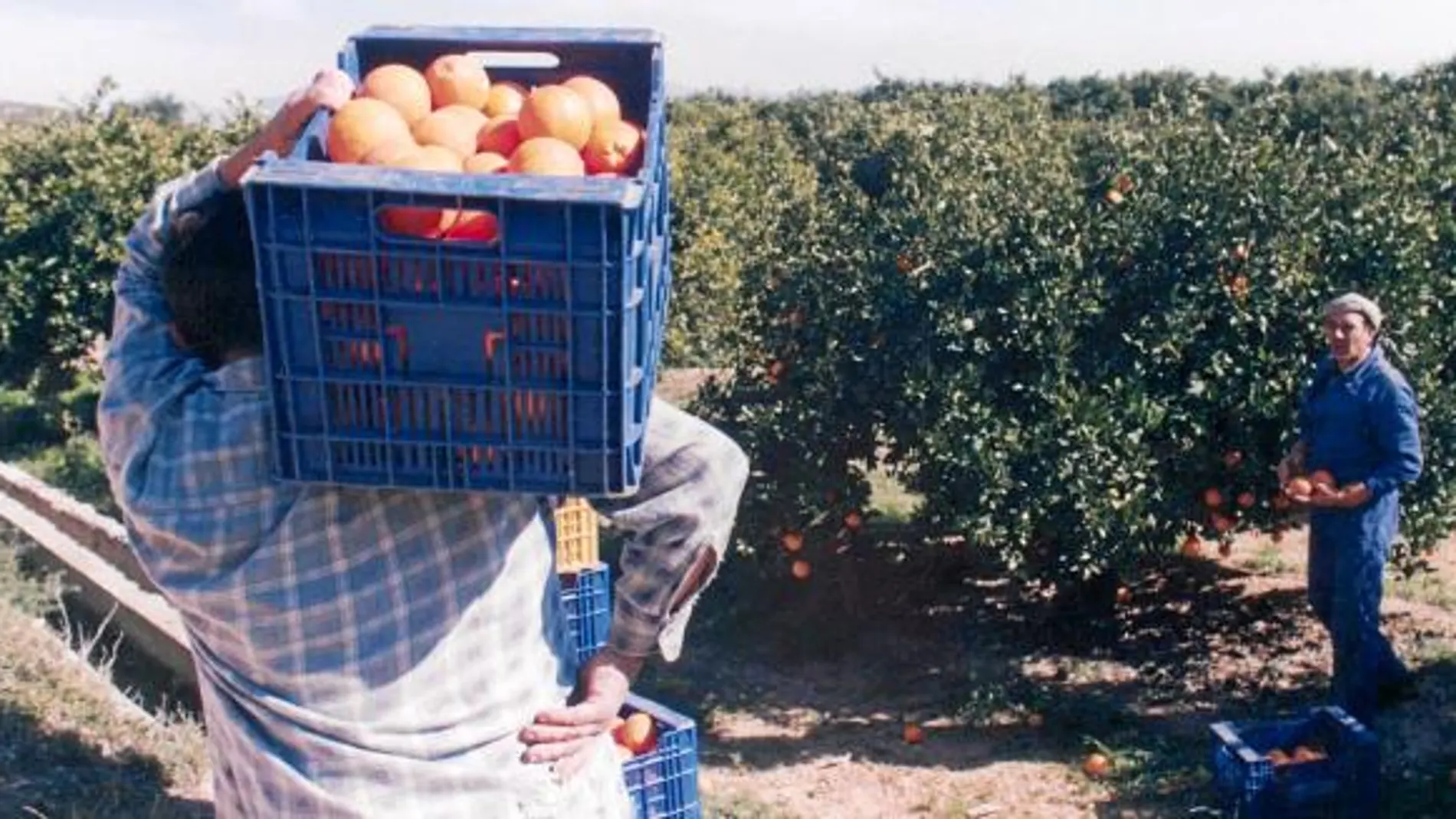Un trabajador marroquí en el campo