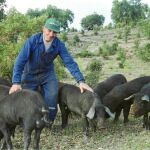 «Oposición» e «inquietud» de la Junta por la nueva regulación del cerdo ibérico
