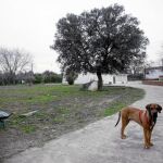 Sólo en la Comunidad de Madrid más de 20.000 animales son abandonados por sus dueños todos los años