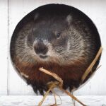 La marmota Phil