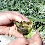 Las heladas en Europa doblan el precio de las hortalizas alicantinas