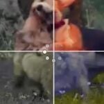 Una televisión para perros