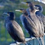 Medio Ambiente dice que el cormorán no es especie invasora en l'Albufera